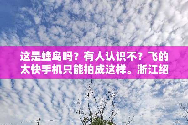 这是蜂鸟吗？有人认识不？飞的太快手机只能拍成这样。浙江绍兴发现。