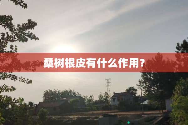 桑树根皮有什么作用？