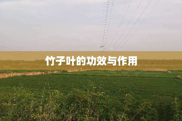 竹子叶的功效与作用