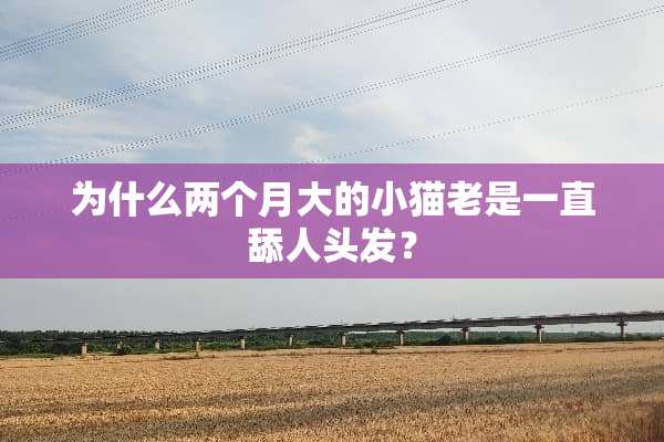 为什么两个月大的小猫老是一直舔人头发？