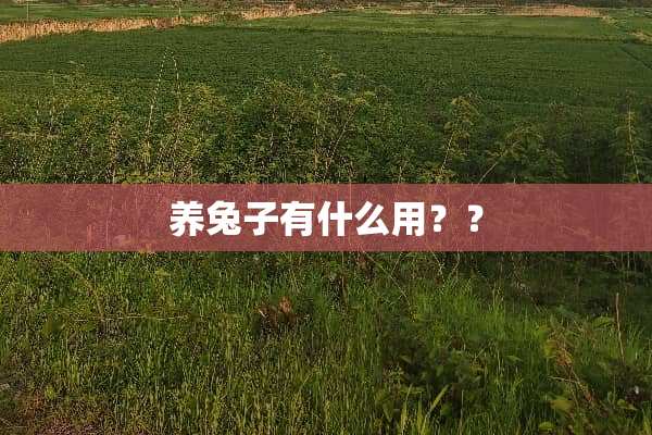 养兔子有什么用？？