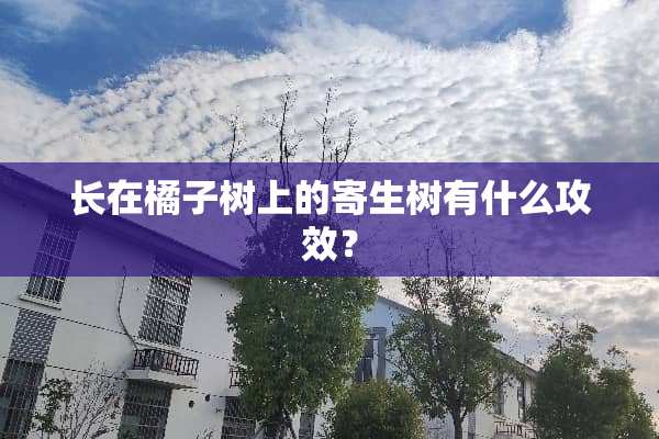 长在橘子树上的寄生树有什么攻效？