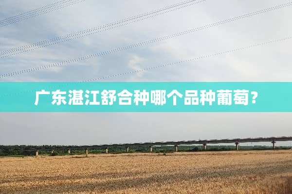 广东湛江舒合种哪个品种葡萄？
