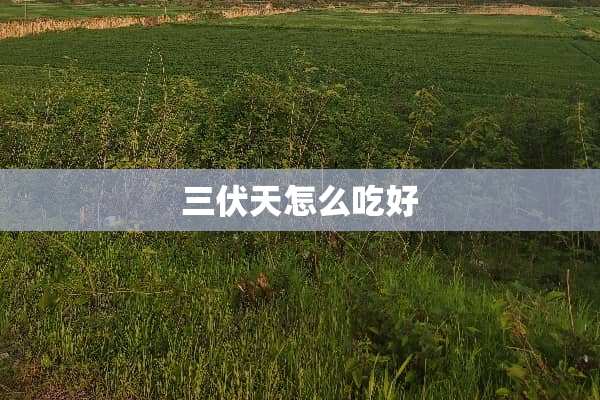 三伏天怎么吃好