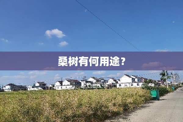 桑树有何用途？