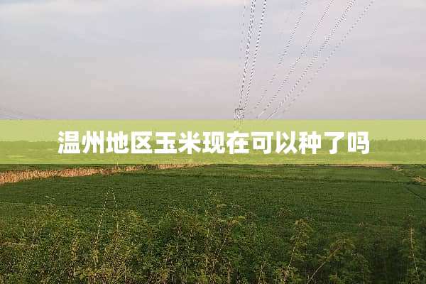 温州地区玉米现在可以种了吗