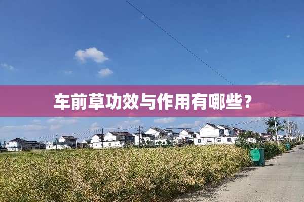 车前草功效与作用有哪些？