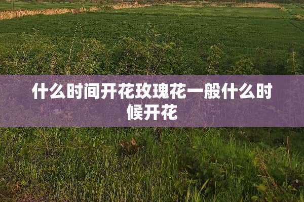 什么时间开花玫瑰花一般什么时候开花