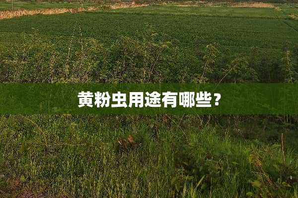 黄粉虫用途有哪些？