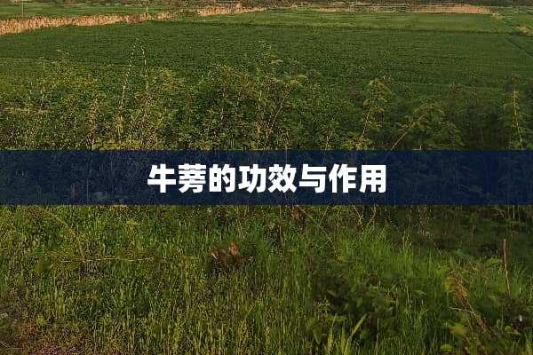牛蒡的功效与作用