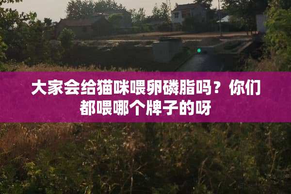 大家会给猫咪喂卵磷脂吗？你们都喂哪个牌子的呀