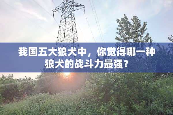 我国五大狼犬中，你觉得哪一种狼犬的战斗力最强？