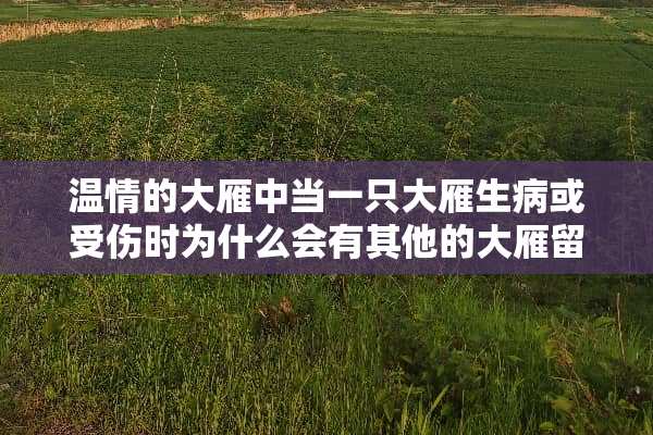 温情的大雁中当一只大雁生病或受伤时为什么会有其他的大雁留下陪伴它呢？
