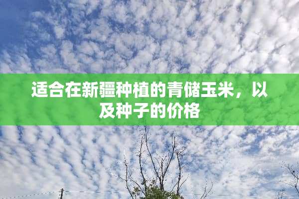 适合在新疆种植的青储玉米，以及种子的价格