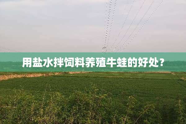 用盐水拌饲料养殖牛蛙的好处？