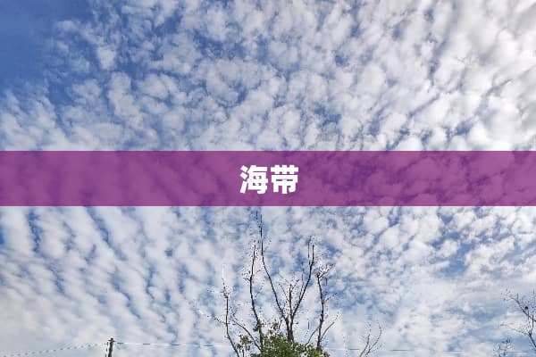 海带