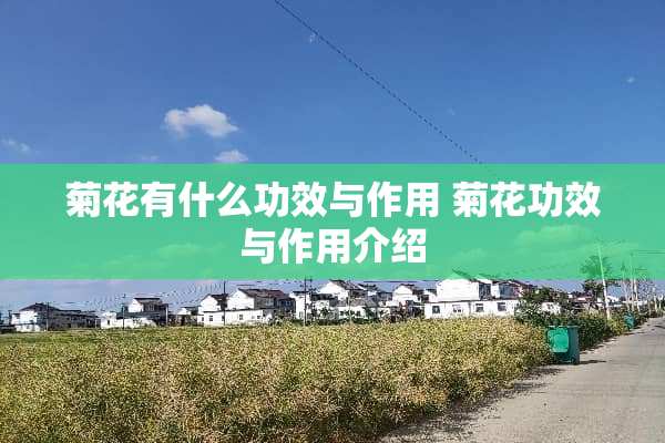 菊花有什么功效与作用 菊花功效与作用介绍