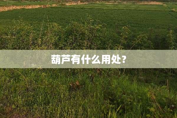 葫芦有什么用处？