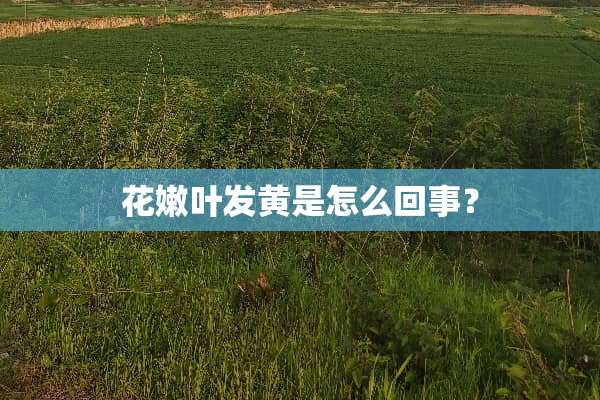 花嫩叶发黄是怎么回事？