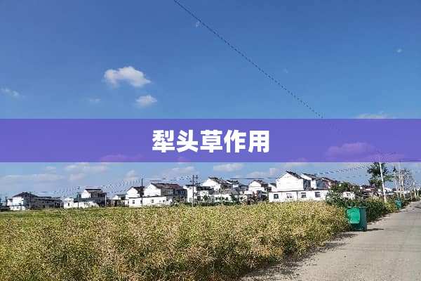 犁头草作用