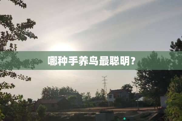 哪种手养鸟最聪明？