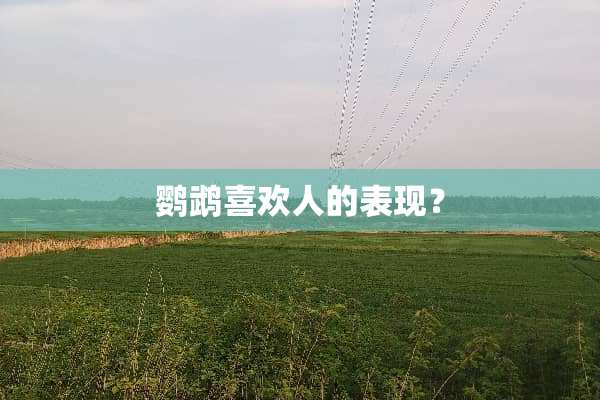 鹦鹉喜欢人的表现？