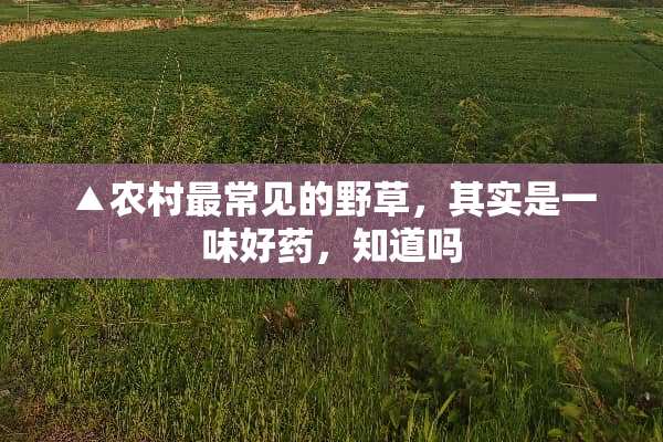 ▲农村最常见的野草，其实是一味好药，知道吗