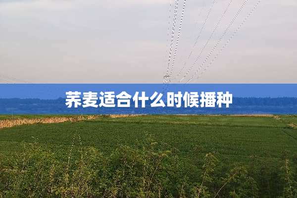 荞麦适合什么时候播种