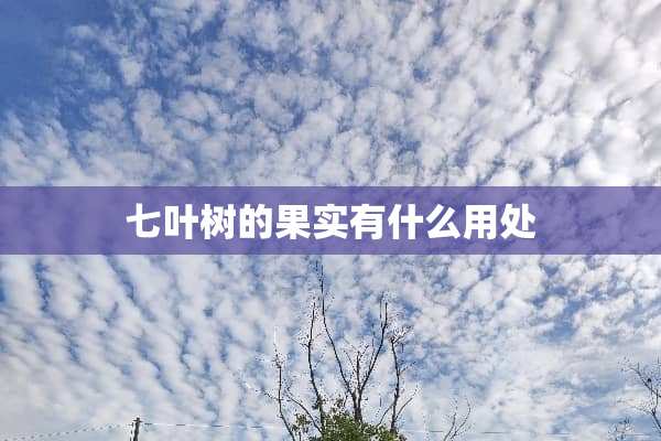 七叶树的果实有什么用处