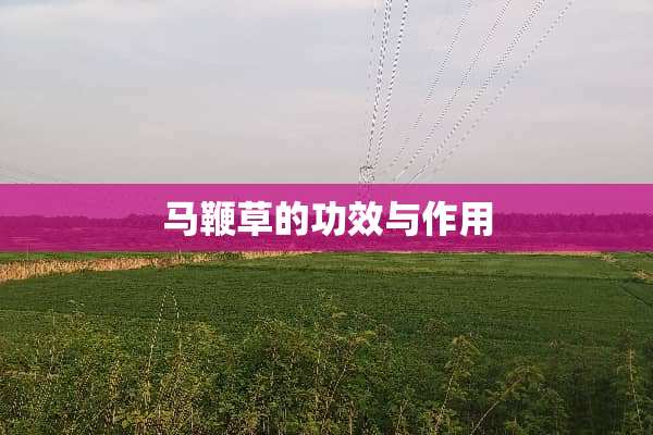 马鞭草的功效与作用
