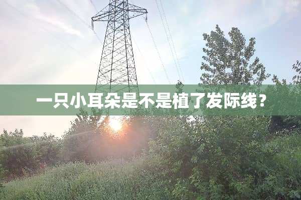 一只小耳朵是不是植了发际线？