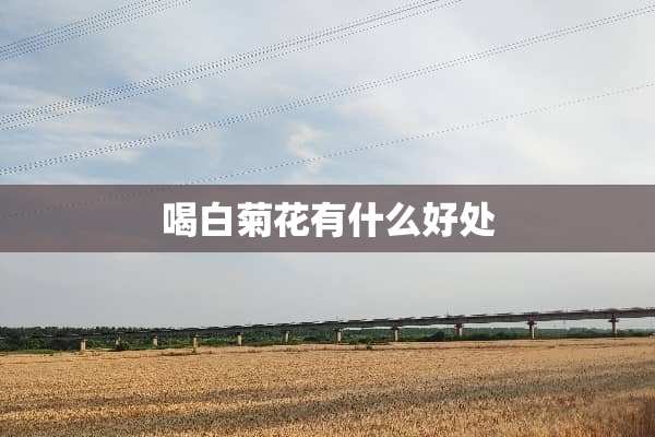 喝白菊花有什么好处