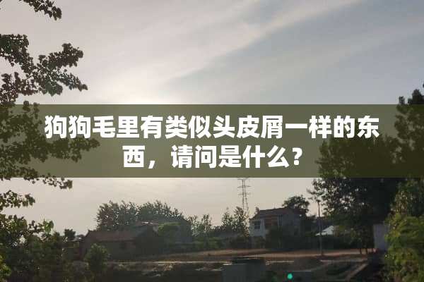 狗狗毛里有类似头皮屑一样的东西，请问是什么？