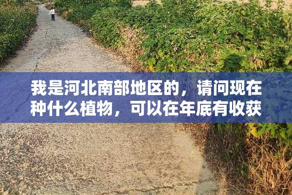 我是河北南部地区的，请问现在种什么植物，可以在年底有收获呢？