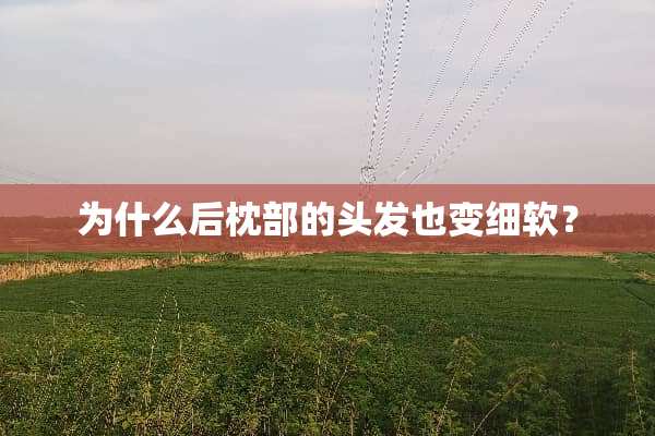 为什么后枕部的头发也变细软？