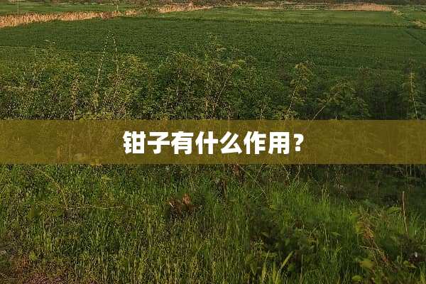 钳子有什么作用？