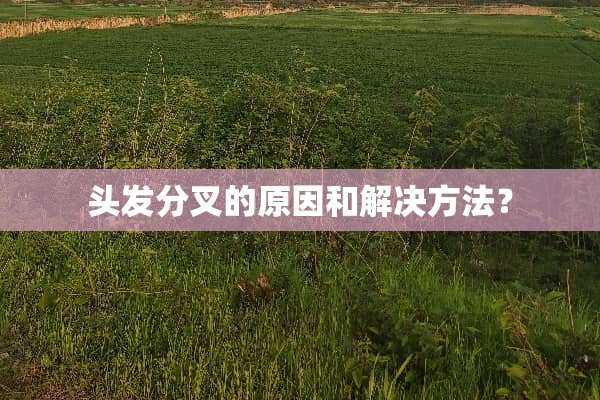 头发分叉的原因和解决方法？