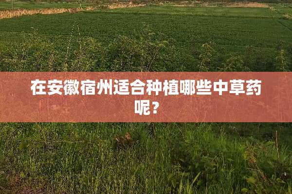 在安徽宿州适合种植哪些中草药呢？