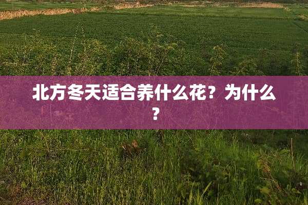 北方冬天适合养什么花？为什么？