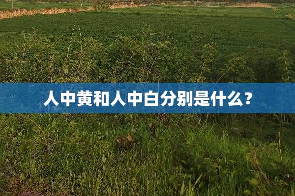人中黄和人中白分别是什么？