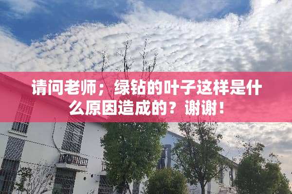 请问老师；绿钻的叶子这样是什么原因造成的？谢谢！