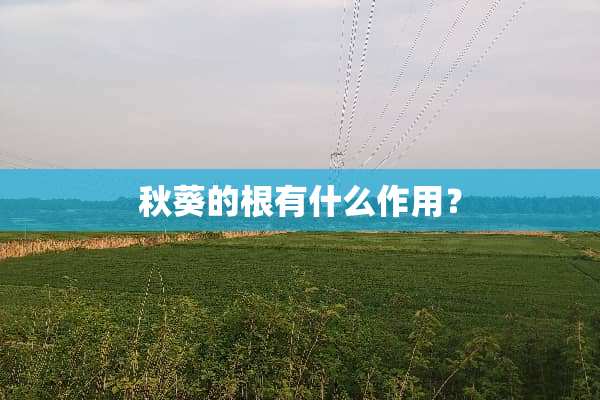 秋葵的根有什么作用？