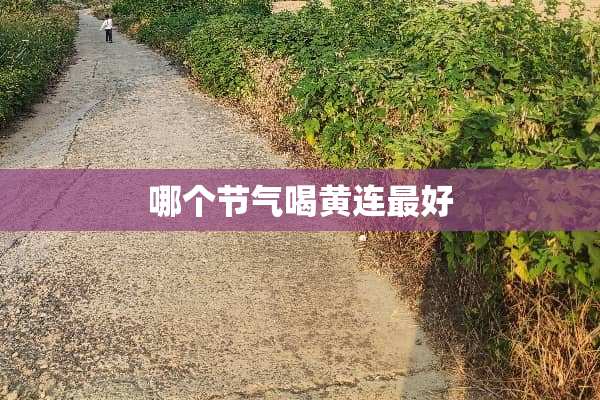 哪个节气喝黄连最好