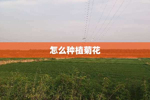 怎么种植菊花