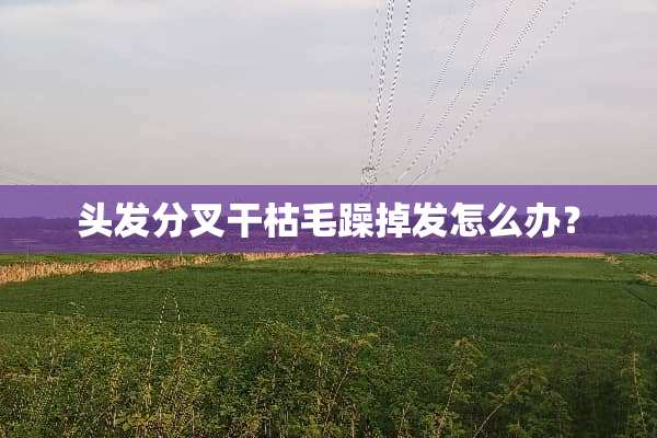 头发分叉干枯毛躁掉发怎么办？