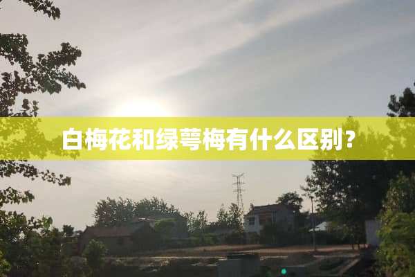 白梅花和绿萼梅有什么区别？