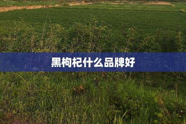 黑枸杞什么品牌好