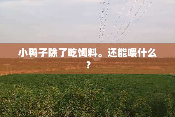 小鸭子除了吃饲料。还能喂什么？
