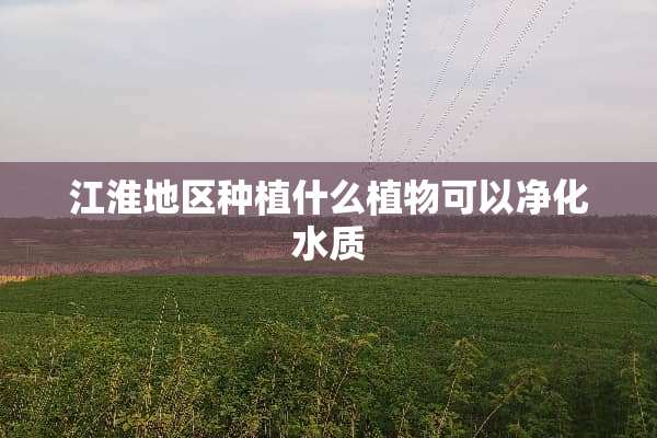 江淮地区种植什么植物可以净化水质