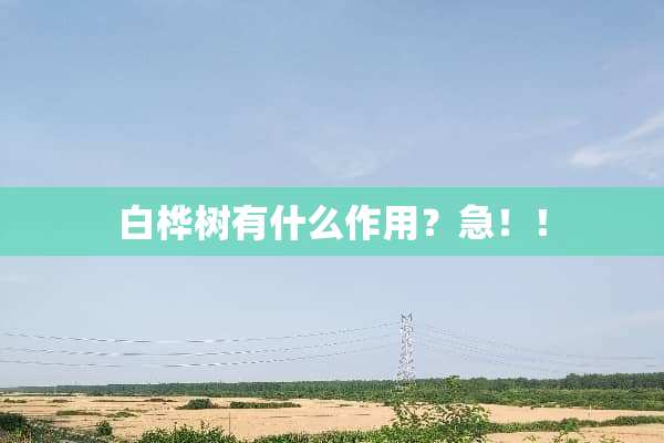 白桦树有什么作用？急！！